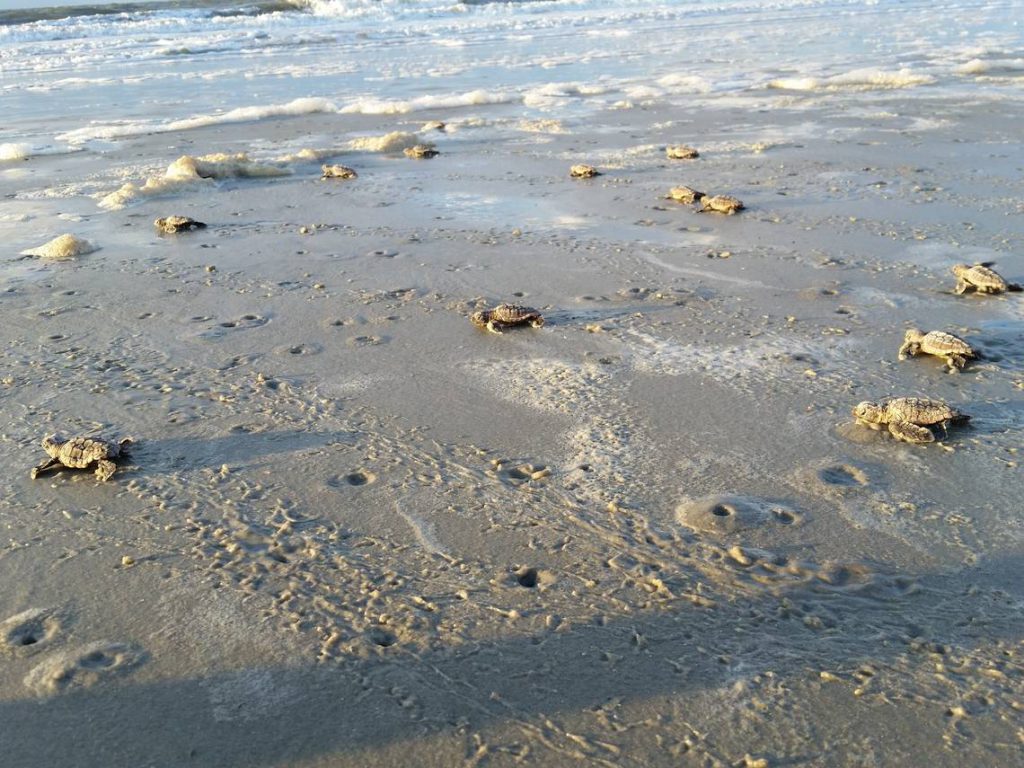 Sea turtles coming on shore in Hilton Head SC